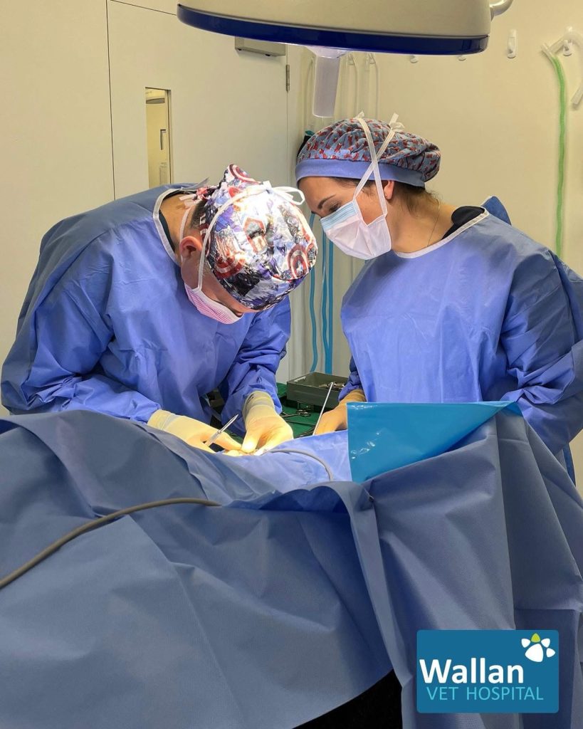 Advanced Surgical Care at Wallan Vet Hospital